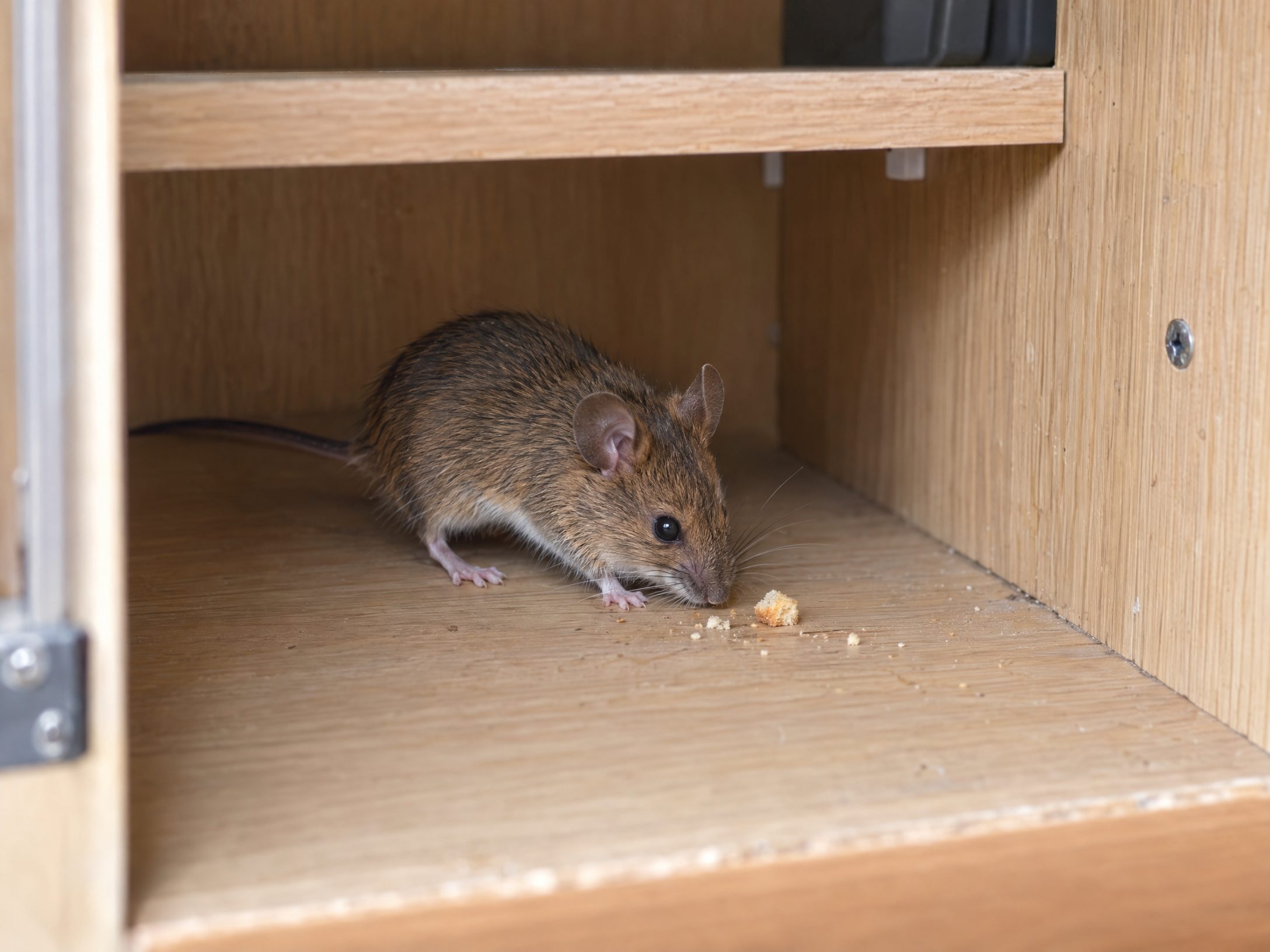 04-mouse-in-motorhome-locker