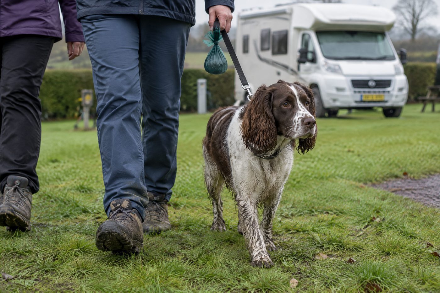 dog-on-lead-campsite