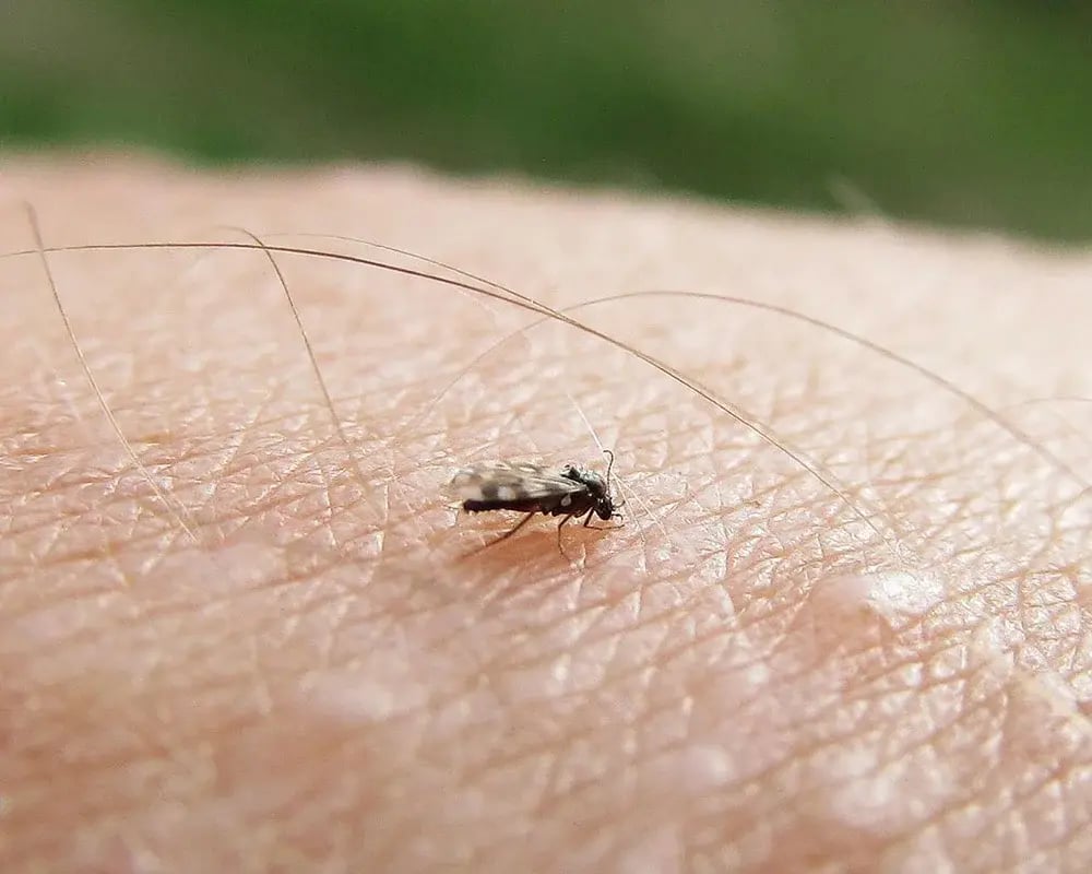 midge-on-skin.jpg