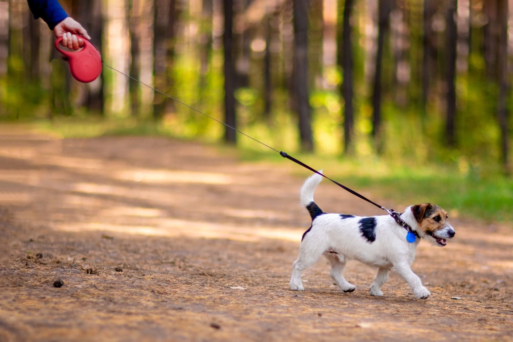 shutterstock_1906584556