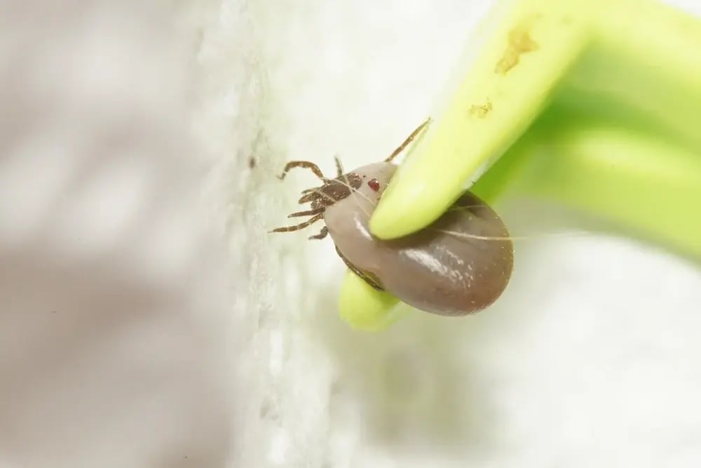 shutterstock_2267894775